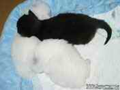 black and white